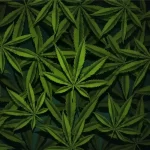 weed