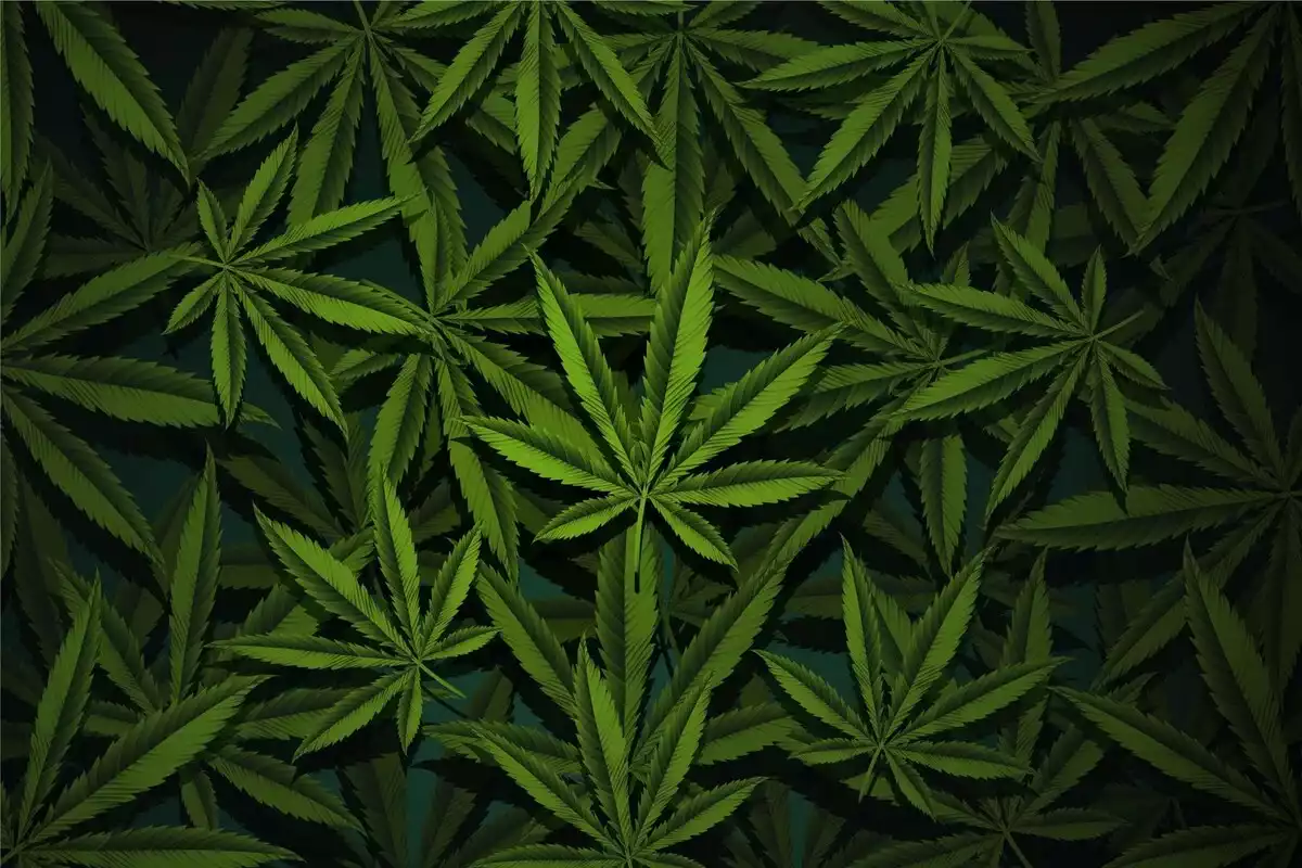 weed