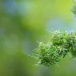THCP : le cannabinoïde encore méconnu