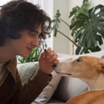 Cannabidiol pour chien