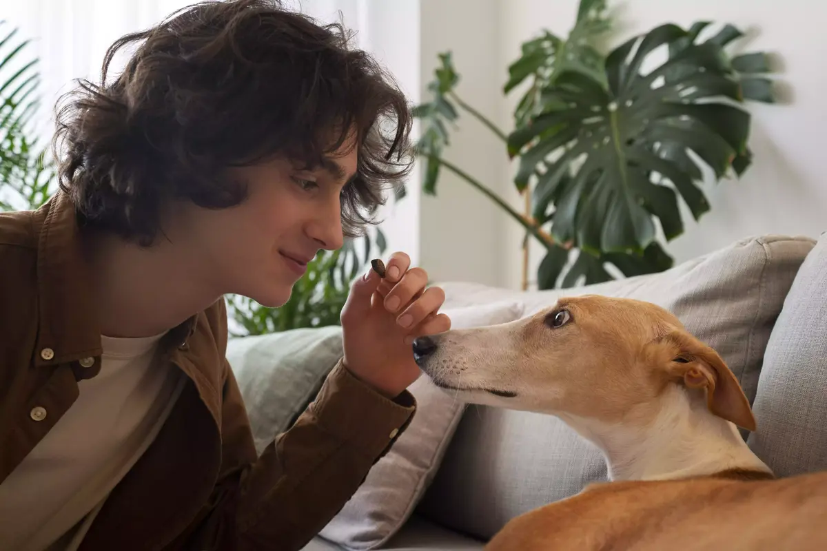 Cannabidiol pour chien