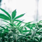 CBD INDOOR