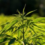 Les différents types de CBD : comment s'y retrouver